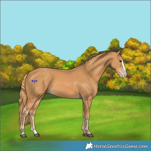 Horse Color:Chestnut Splash 