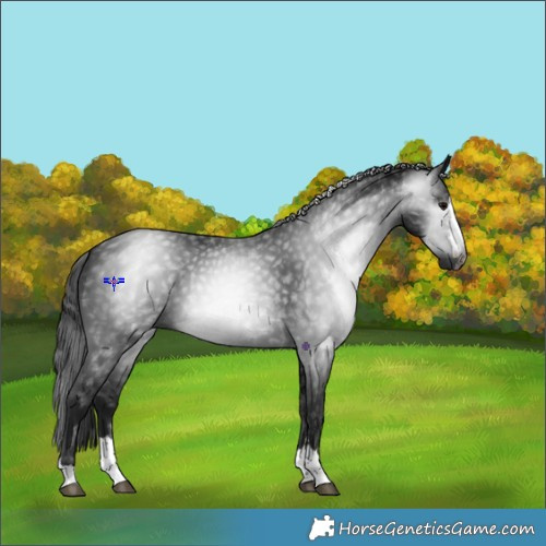 Horse Color:Gray Black 