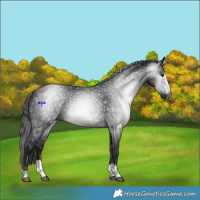 Horse Color:Gray Black 