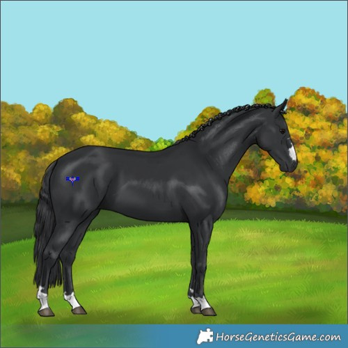 Horse Color:Black 