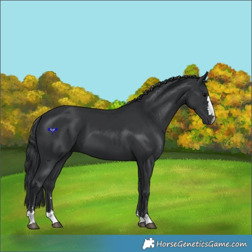 Horse Color:Black 
