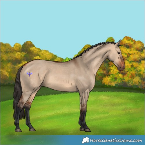 Horse Color:Bay Dun