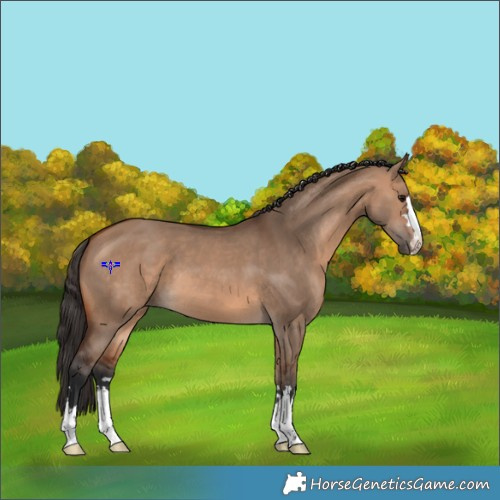 Horse Color:Bay Dun