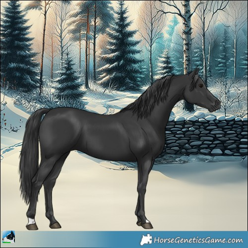 Horse Color:Black 