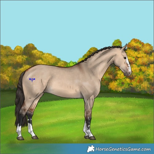 Horse Color:Bay Dun 