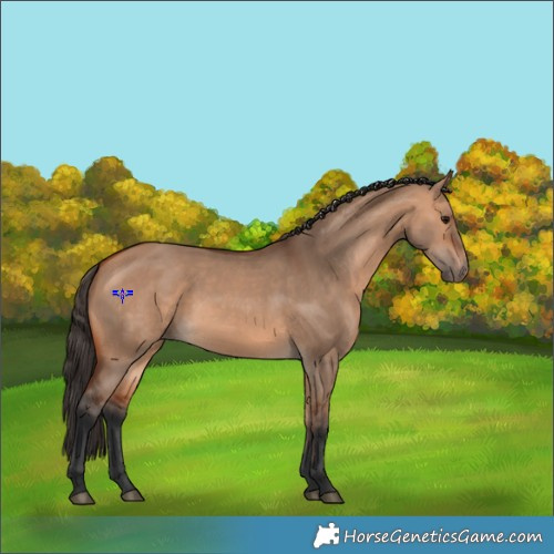 Horse Color:Bay Dun