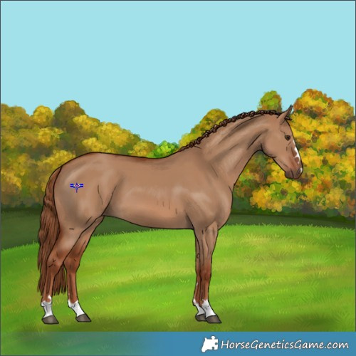 Horse Color:Red Dun 