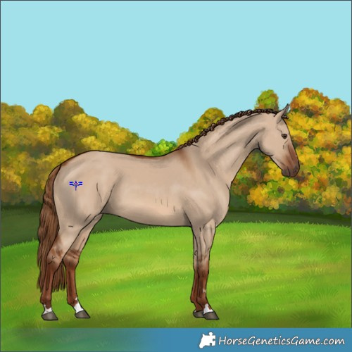 Horse Color:Red Dun 