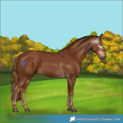 Horse Color:Gray Chestnut 