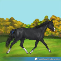 Horse Color:Black 