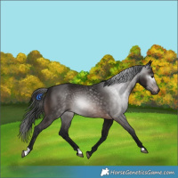 Horse Color:Gray Bay 
