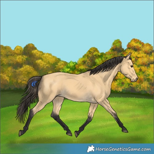 Horse Color:Buckskin 