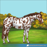 Horse Color:Chestnut Appaloosa 