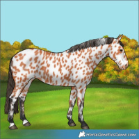 Horse Color:Bay Leopard 