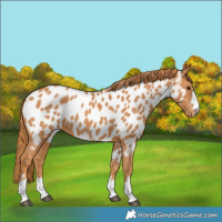Horse Color:Chestnut Near Leopard 