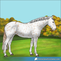 Horse Color:Chestnut Appaloosa 