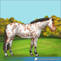 Horse Color:Bay Appaloosa