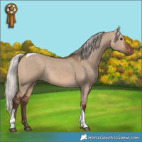 Horse Color:Silver Bay Dun Tobiano Rabicano