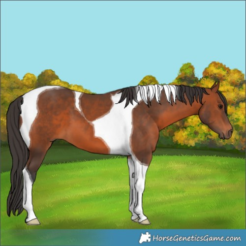 Horse Color:Bay Tobiano 