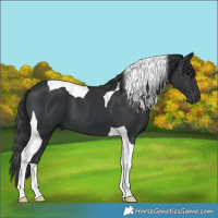 Horse Color:Black Tobiano 