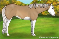 Horse Color:Silver Bay Dun Splash 