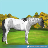 Horse Color:Blue Roan Tobiano 