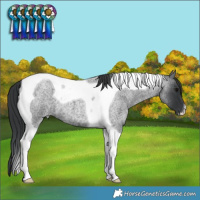 Horse Color:Blue Roan Tobiano 