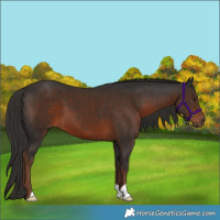 Horse Color:Liver Chestnut 