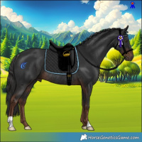 Horse Color:Liver Chestnut Rabicano 