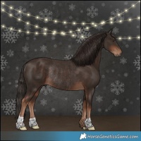Horse Color:Liver Chestnut Rabicano 