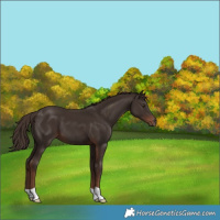 Horse Color:Liver Chestnut 