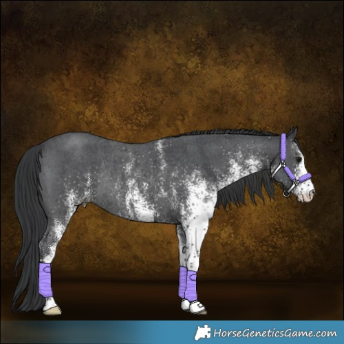 Horse Color:White Spotted Black Rabicano 