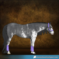 Horse Color:White Spotted Black Rabicano