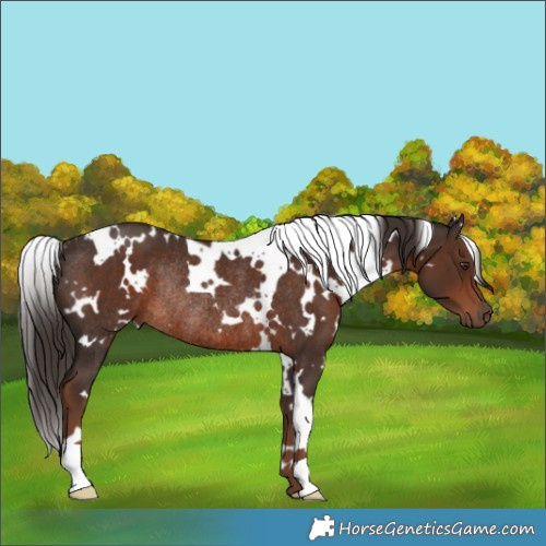 Horse Color:White Spotted Liver Chestnut Rabicano 