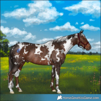Horse Color:White Spotted Liver Chestnut Rabicano