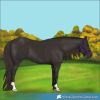 Horse Color:Liver Chestnut 