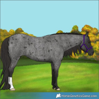 Horse Color:Liver Red Roan 