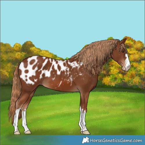 Horse Color:Chestnut Appaloosa 