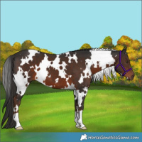 Horse Color:White Spotted Liver Chestnut 
