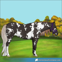Horse Color:White Spotted Liver Chestnut