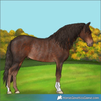Horse Color:Liver Chestnut Rabicano 
