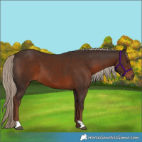 Horse Color:Liver Chestnut 