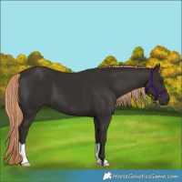 Horse Color:Liver Chestnut 