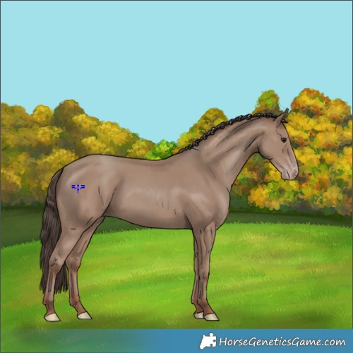 Horse Color:Classic Champagne 