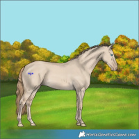Horse Color:Smoky Creme Dun 