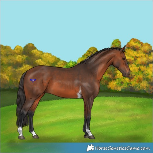 Horse Color:Bay Tobiano 