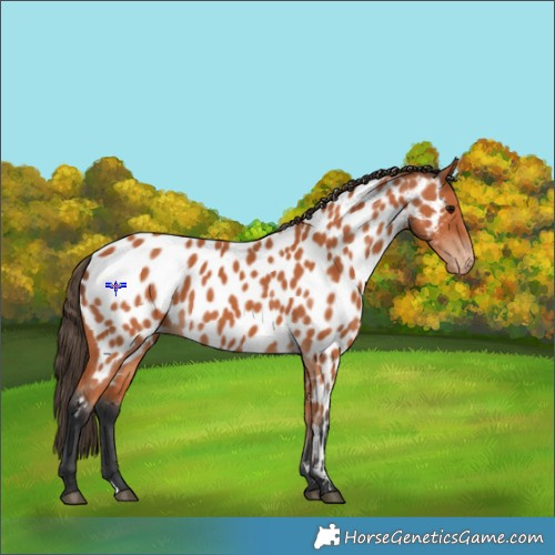 Horse Color:Bay Appaloosa 