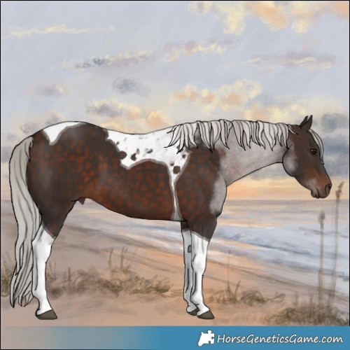 Horse Color:Silver Brown Tobiano 