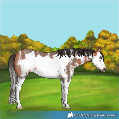 Horse Color:Bay Sabino Splash Frame Rabicano