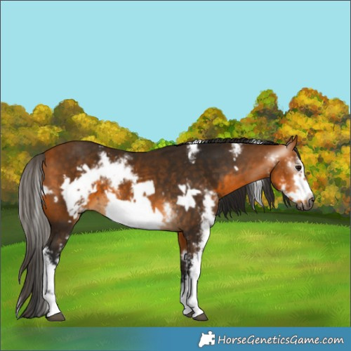 Horse Color:Gray Buckskin Sabino Frame 